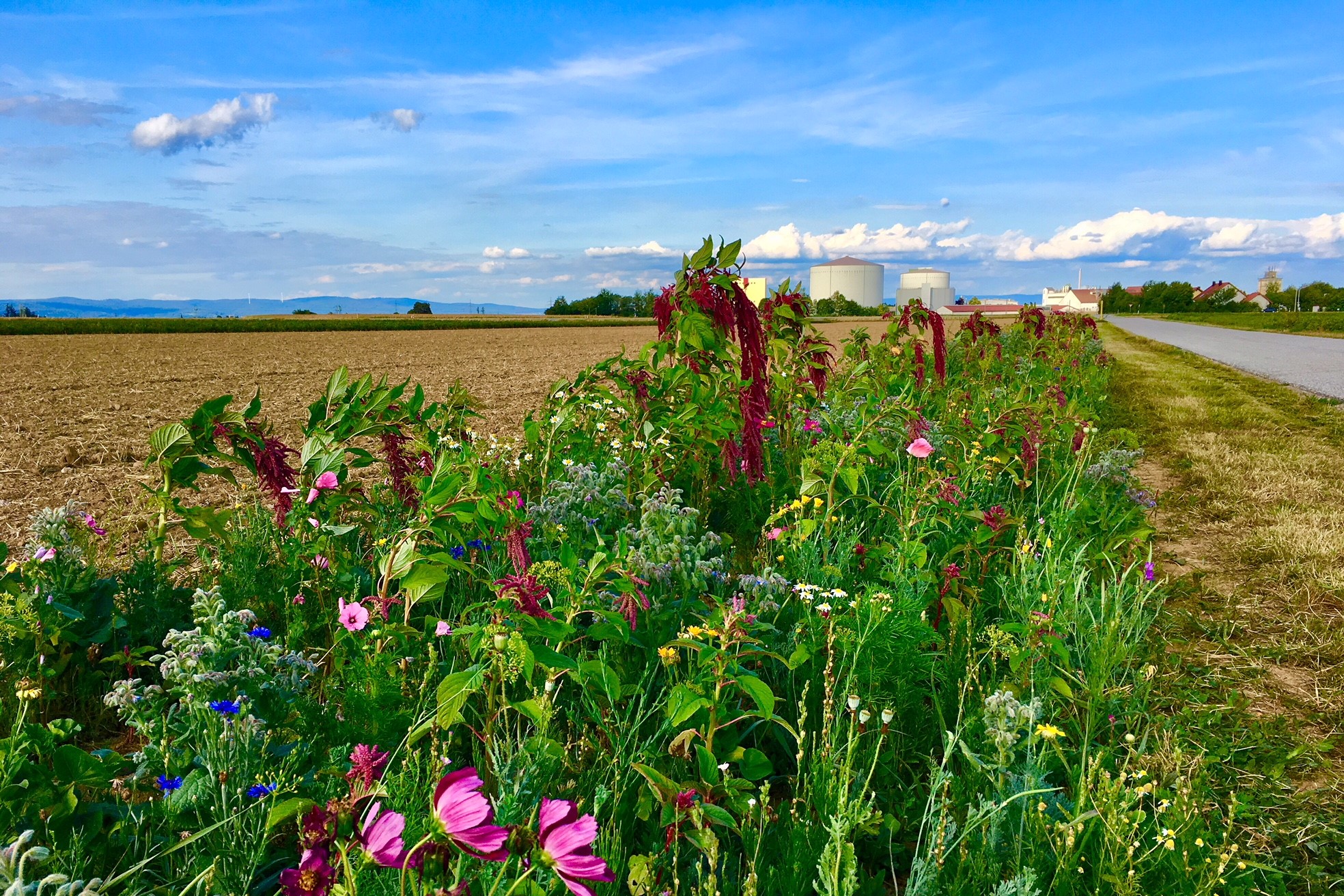 Blütenzauber auf Blumenwiese in Sünching